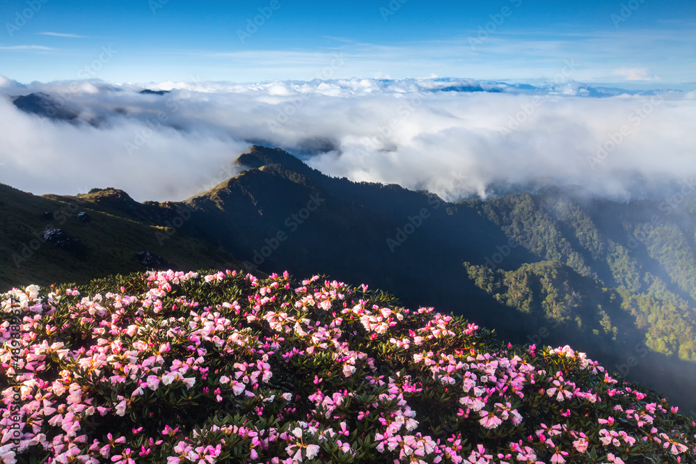Obraz premium Asia - Beautiful landscape of highest mountains，Rhododendron, Yushan Rhododendron (Alpine Rose) Blooming by the Trails of at Taroko National Park, Hehuan Mountain, Taiwan