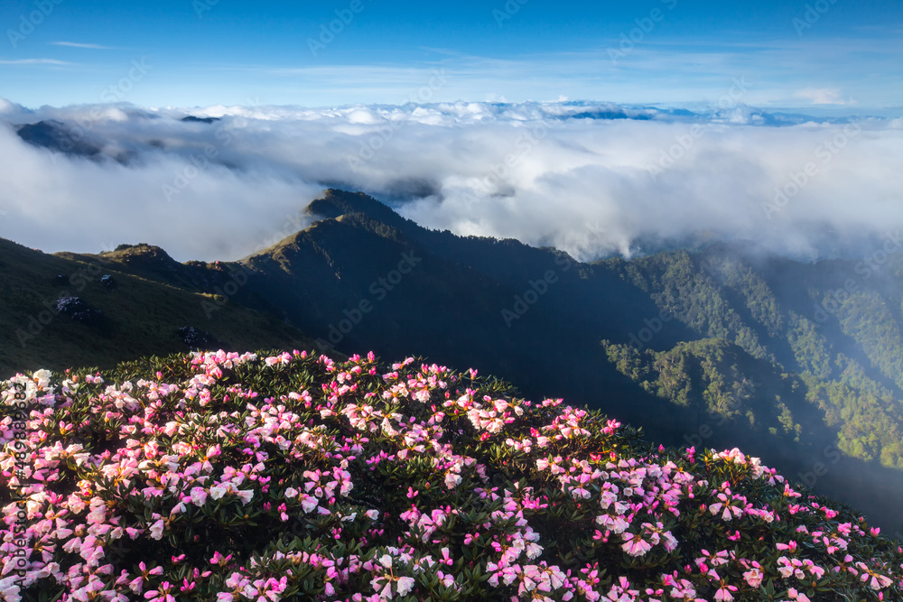 Obraz premium Asia - Beautiful landscape of highest mountains，Rhododendron, Yushan Rhododendron (Alpine Rose) Blooming by the Trails of at Taroko National Park, Hehuan Mountain, Taiwan