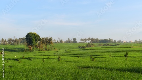landscape with rice field, badung, bali
