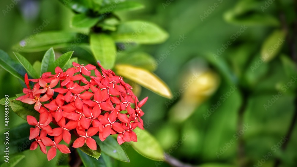 red flower and green background