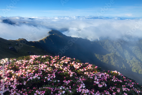 Asia - Beautiful landscape of highest mountains   Rhododendron  Yushan Rhododendron  Alpine Rose  Blooming by the Trails of at Taroko National Park  Hehuan Mountain  Taiwan