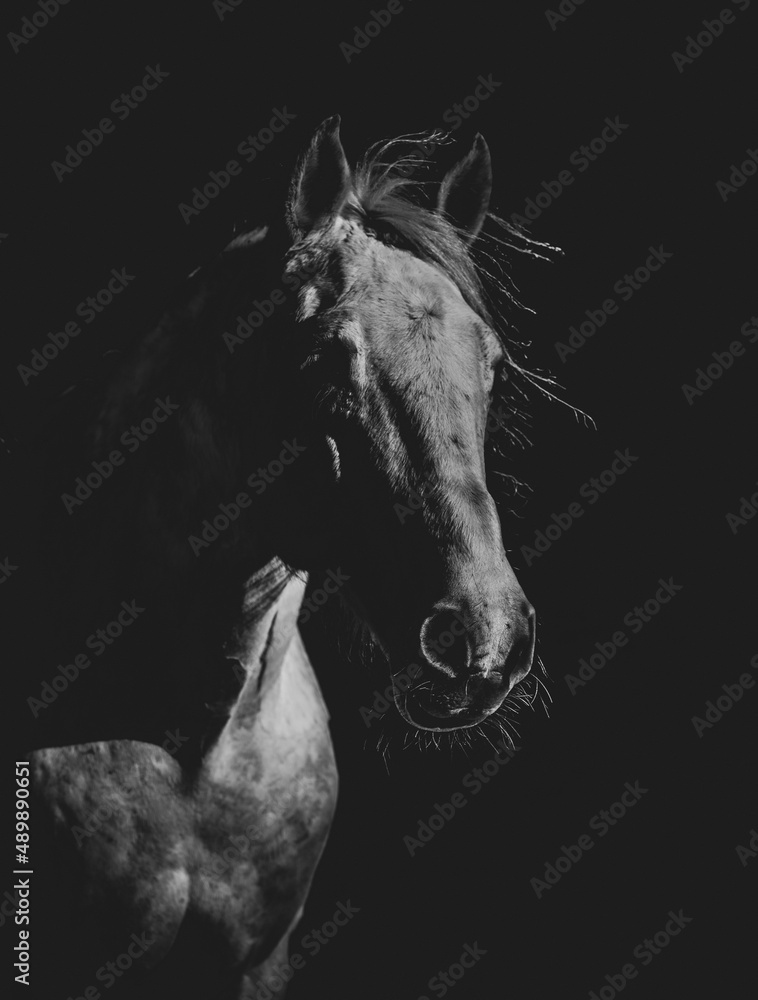 Fototapeta premium black and white horse