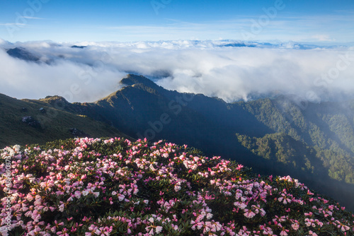 Asia - Beautiful landscape of highest mountains，Rhododendron, Yushan Rhododendron (Alpine Rose) Blooming by the Trails of at Taroko National Park, Hehuan Mountain, Taiwan