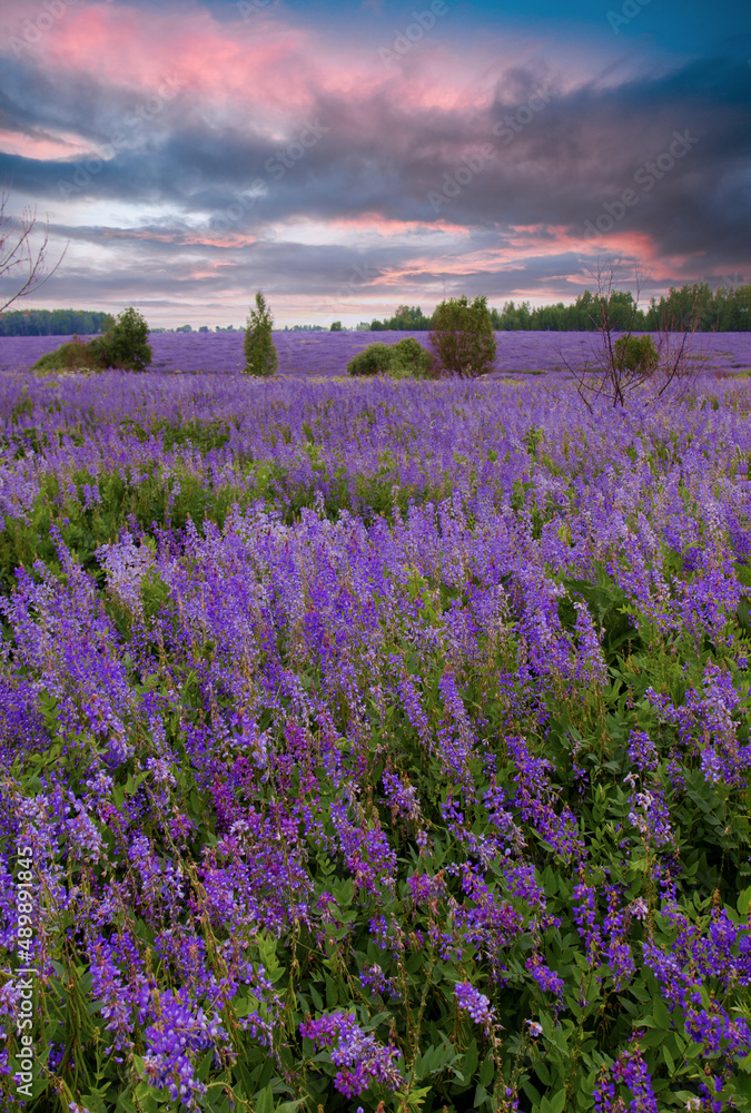 Fototapeta premium trestles, lavender, lupines, purple field