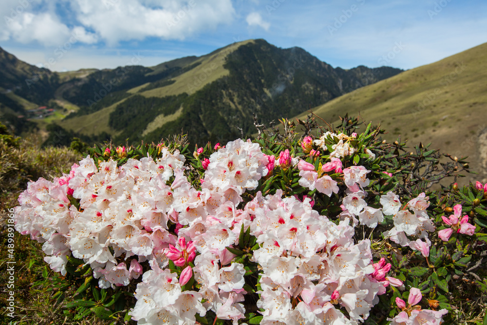 Fototapeta premium Asia - Beautiful landscape of highest mountains，Rhododendron, Yushan Rhododendron (Alpine Rose) Blooming by the Trails of at Taroko National Park, Hehuan Mountain, Taiwan