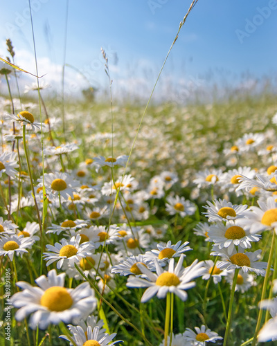 It was a hot June, and in the evening I wanted harmony, tranquility, I began to think what causes such associations in me. Suddenly I got an image of Chamomile