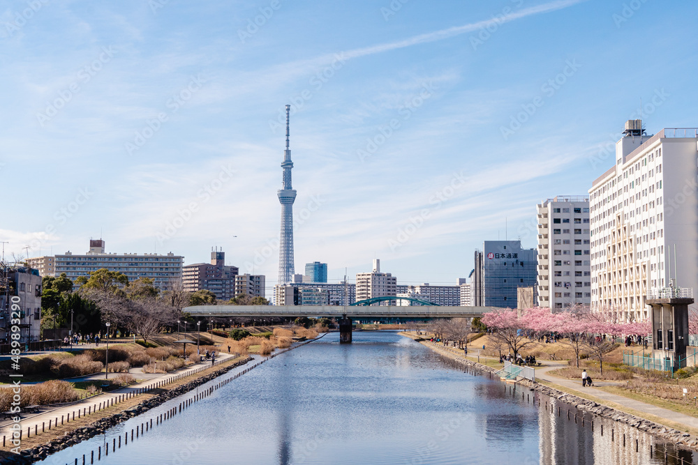 Obraz premium 旧中川河川敷 河津桜