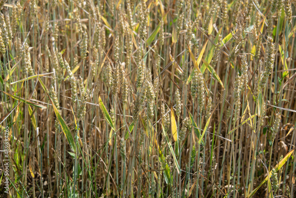 Obraz premium ripening wheat in a field in summer