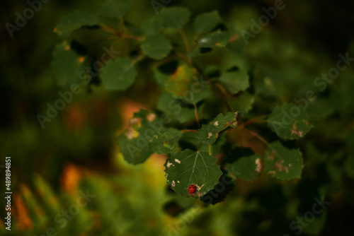 Ladybird on the leaf