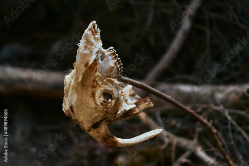 Animal skull in nature