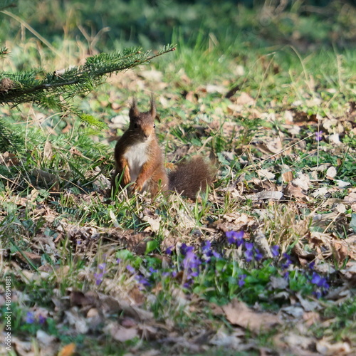 squirrel stops to watch around, beside blue flower, among green grass.