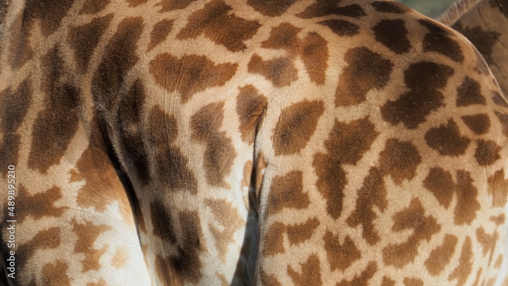 giraffe design like pattern and texture giraffe design like pattern and texture