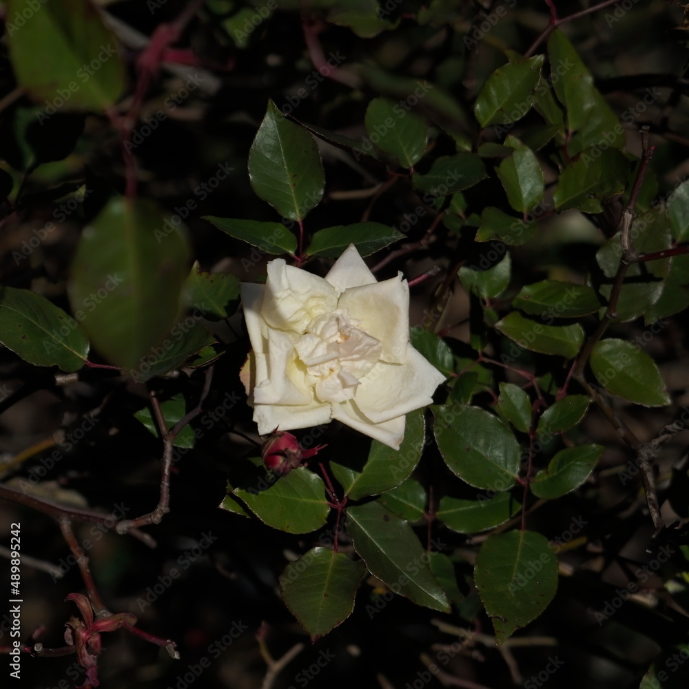 white and yellow flower at the beginning of spring white and yellow flower at the beginning of spring