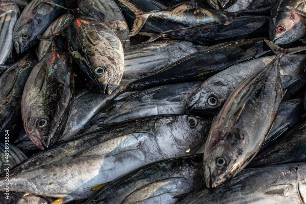 Obraz premium Fresh Skipjack Tuna in Ternate Fish Landing, Indonesia 