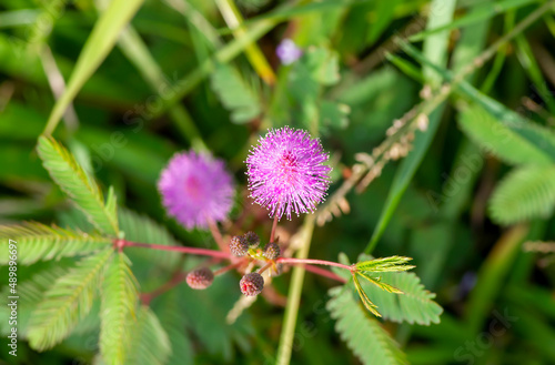 Close up of Shame plant (Mimosa pudica) with purple flower, shallow focus