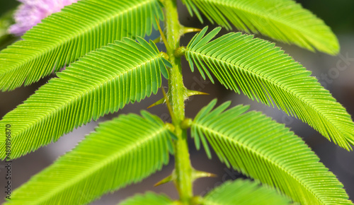 Mimosa Invisa, giant sensitive plant, green leaves and the thorn. Shallow focus.