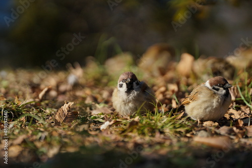 sparrow on the ground © Zico_VS