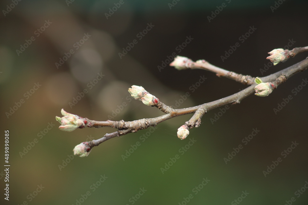 Spring branch of an apple tree with budding buds on a blurry background. High quality photo Spring branch of an apple tree with budding buds on a blurry background. High quality photo