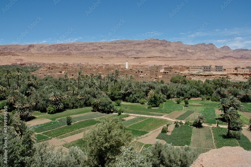 Oasi vede in pieno deserto del Marocco. Paese con agricoltura  e acqua disponibile.