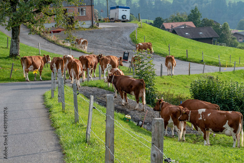 Beautiful swiss cows. Alpine meadows. farm.