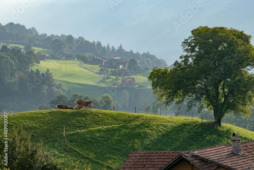 Beautiful swiss cows. Alpine meadows. farm.