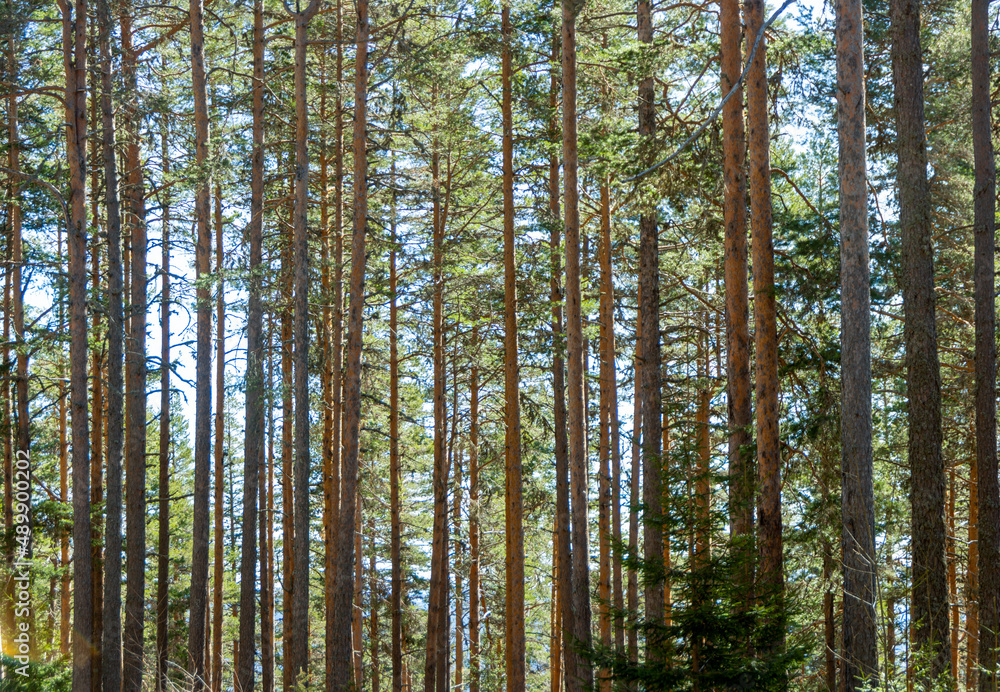 trees in the woods trees in the woods