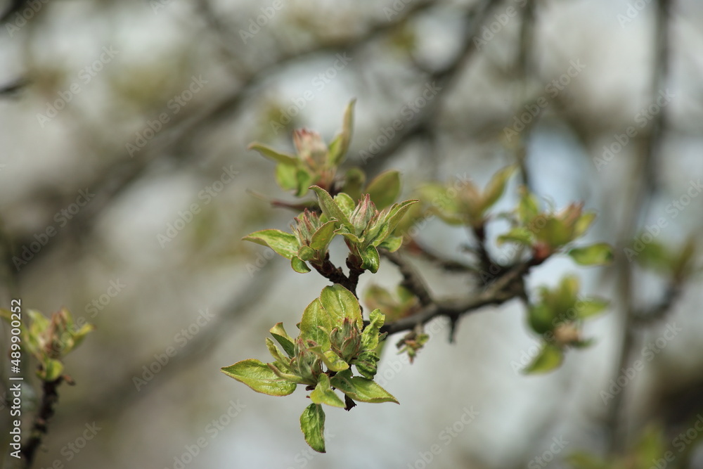 Spring branch of an apple tree with young green leaves on a blurry background og the garden. High quality photo Spring branch of an apple tree with young green leaves on a blurry background og the garden. High quality photo
