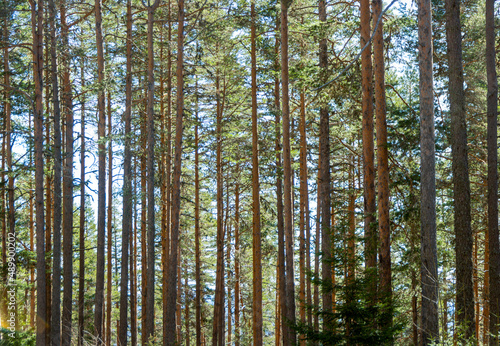 Fototapeta Naklejka Na Ścianę i Meble -  trees in the woods