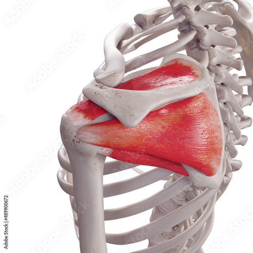 3d rendered medically accurate illustration of the rotator cuff
