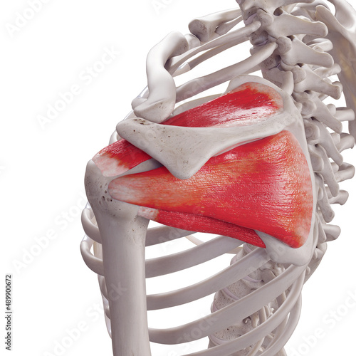 3d rendered medically accurate illustration of the rotator cuff