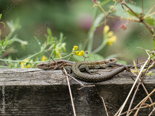 Photo Two Common Lizards Basking on a Wooden Fence