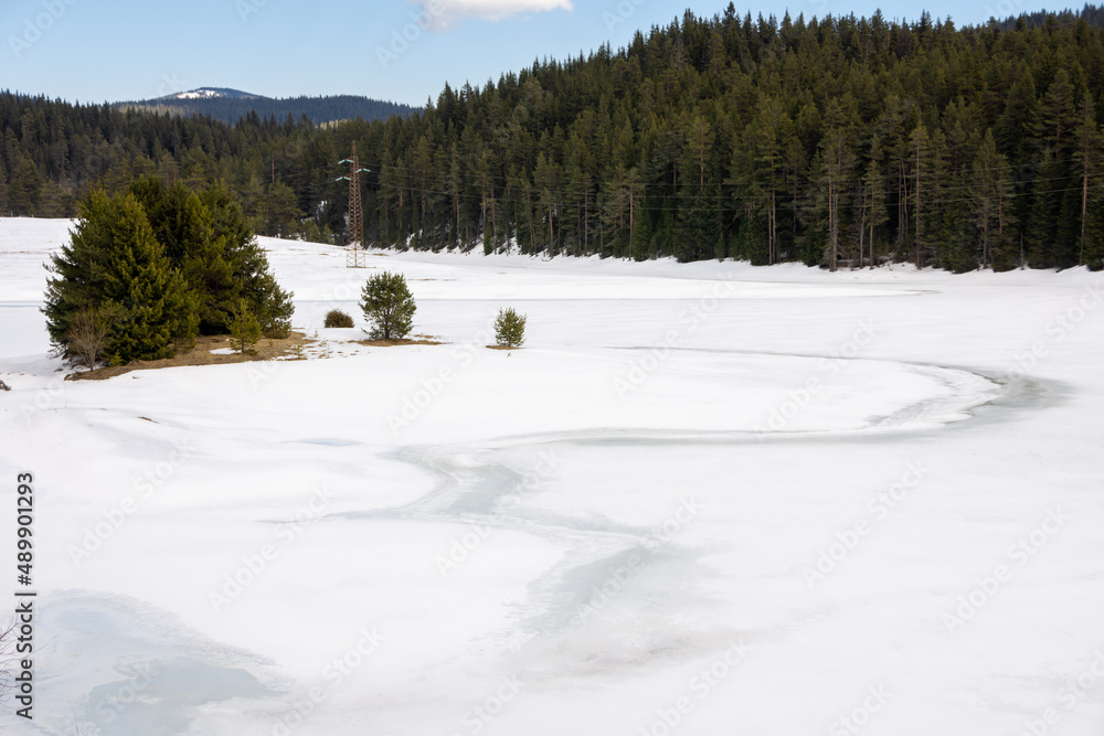 winter in the forest