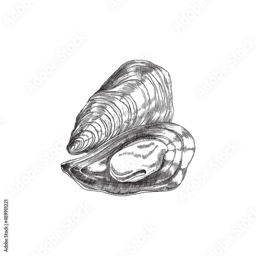 Open mussel shell valves with mollusk, sketch vector illustration isolated.