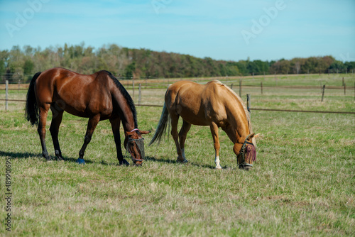 Horses at horse farm. Country summer landscape