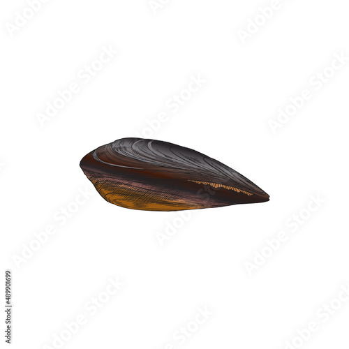 Hand drawn mussel in colored sketch style, vector illustration isolated on white background.