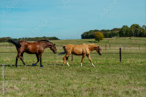 Horses at horse farm. Country summer landscape © EwaStudio