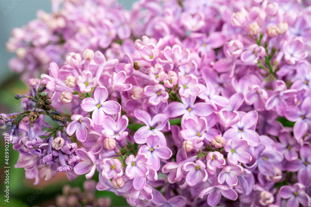 Spring blossom. Blooming lilac bush with tender tiny flower Spring blossom. Blooming lilac bush with tender tiny flower