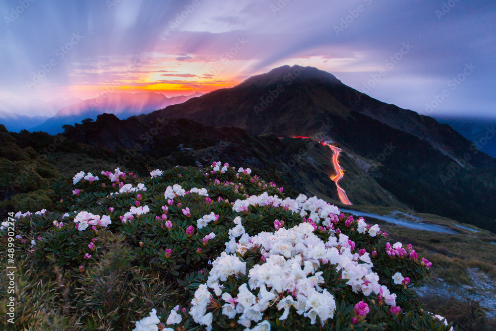 Obraz premium Asia - Beautiful landscape of highest mountains，Rhododendron, Yushan Rhododendron (Alpine Rose) Blooming by the Trails of at Taroko National Park, Hehuan Mountain, Taiwan 