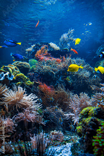 Fototapeta Naklejka Na Ścianę i Meble -  Colorful Tropical Reef Landscape. Life in the ocean