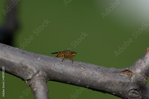 Scathophaga stercoraria - Golden Dung Fly - Scatophage du fumier © Thomas