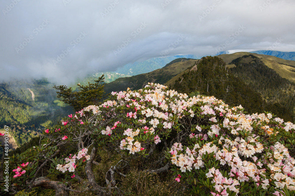 Fototapeta premium Asia - Beautiful landscape of highest mountains，Rhododendron, Yushan Rhododendron (Alpine Rose) Blooming by the Trails of at Taroko National Park, Hehuan Mountain, Taiwan 