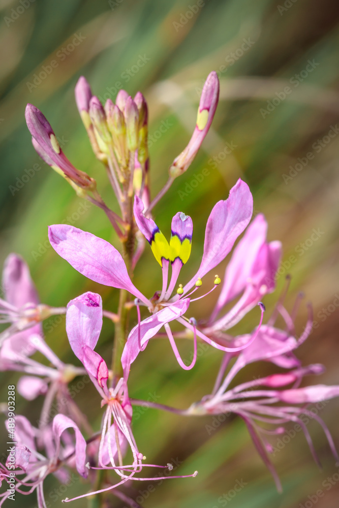 (Cleome maculata) Pink Wild flowers during spring, Cape Town, South Africa