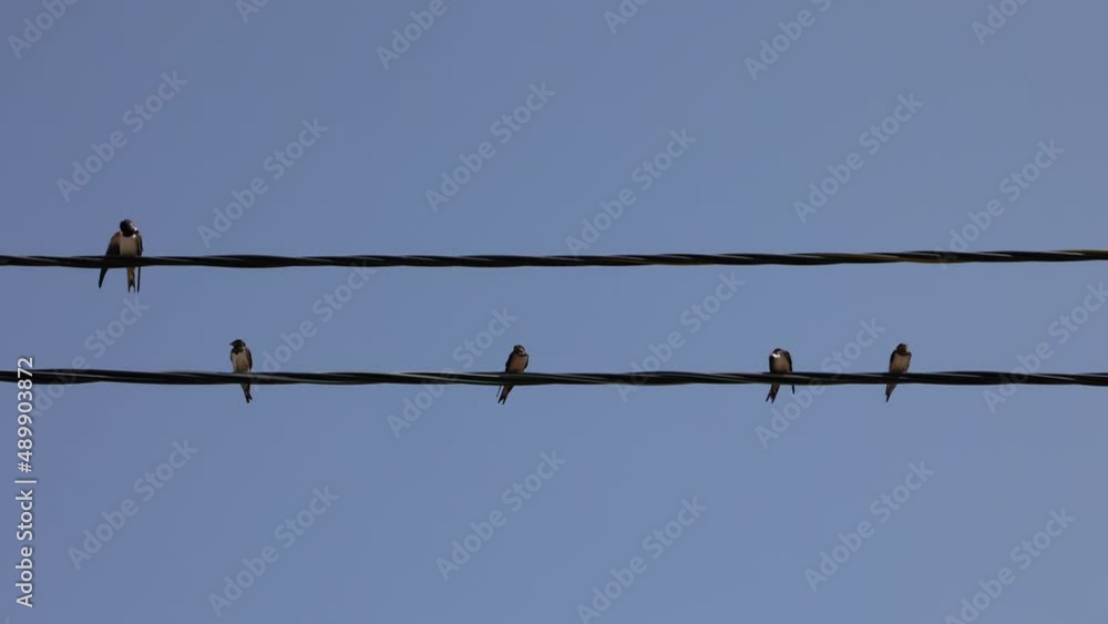 Birds Clean Their Plumage Sitting On Wires. Swallows Sitting On Electric Wires With A Clear Blue Sky In The Background. 4k. Birds Clean Their Plumage Sitting On Wires. Swallows Sitting On Electric Wires With A Clear Blue Sky In The Background. 4k.