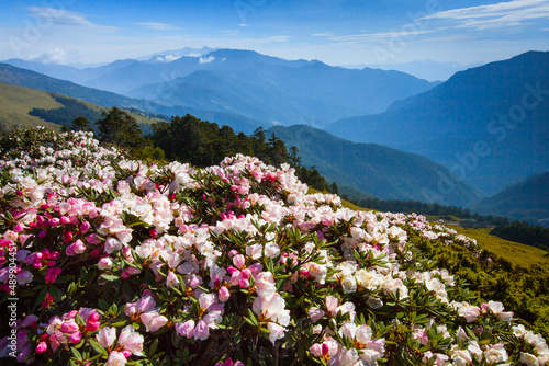 Asia - Beautiful landscape of highest mountains   Rhododendron  Yushan Rhododendron  Alpine Rose  Blooming by the Trails of at Taroko National Park  Hehuan Mountain  Taiwan 