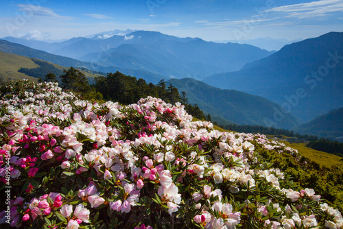 Asia - Beautiful landscape of highest mountains   Rhododendron  Yushan Rhododendron  Alpine Rose  Blooming by the Trails of at Taroko National Park  Hehuan Mountain  Taiwan 
