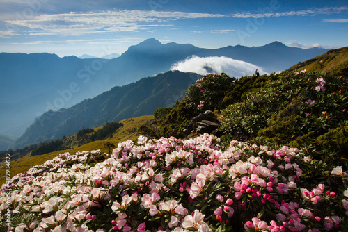 Fotografía Asia - Beautiful landscape of highest mountains，Rhododendron, Yushan Rhododendro