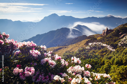 Asia - Beautiful landscape of highest mountains   Rhododendron  Yushan Rhododendron  Alpine Rose  Blooming by the Trails of at Taroko National Park  Hehuan Mountain  Taiwan