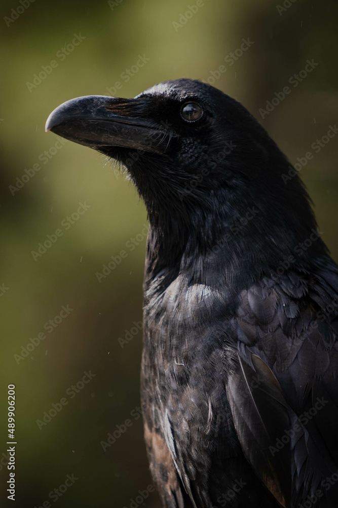 Retrato de cuervo negro 2