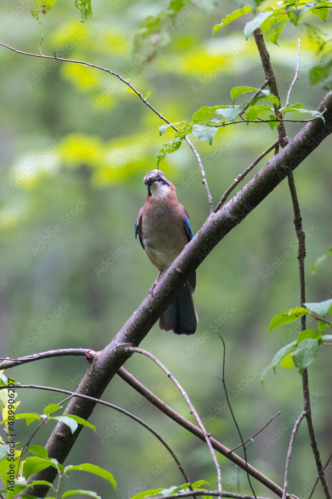 Obraz premium A jay sits on the branch of a spruce in the forest