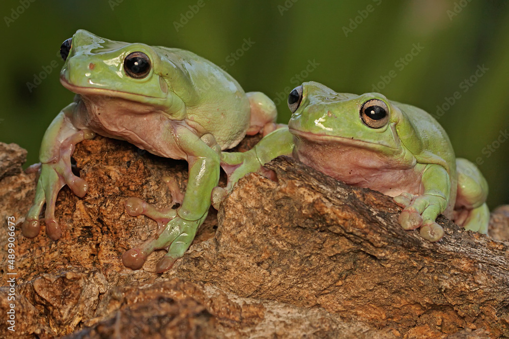 Two dumpy frogs (Litoria caerulea) are resting on a dry log. Stock ...